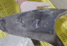 Ibama restringe comércio internacional de tubarão-azul ibama-restringe-comercio-internacional-de-tubarao-azul