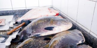 Feira do Peixe impulsiona a economia e valoriza produtores em Quinari feira-do-peixe-impulsiona-a-economia-e-valoriza-produtores-em-quinari