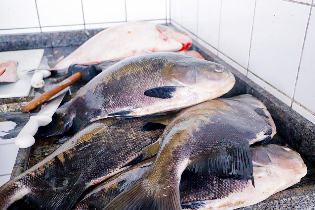feira-do-peixe-impulsiona-a-economia-e-valoriza-produtores-em-quinari
