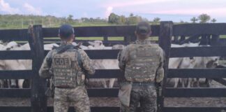 Ação integrada recupera 30 cabeças de gado furtadas em Senador Guiomard acao-integrada-recupera-30-cabecas-de-gado-furtadas-em-senador-guiomard