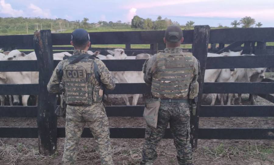 acao-integrada-recupera-30-cabecas-de-gado-furtadas-em-senador-guiomard
