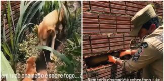 240686-resgate-emocionante-bombeiros-salvam-cadela-presa-entre-muros