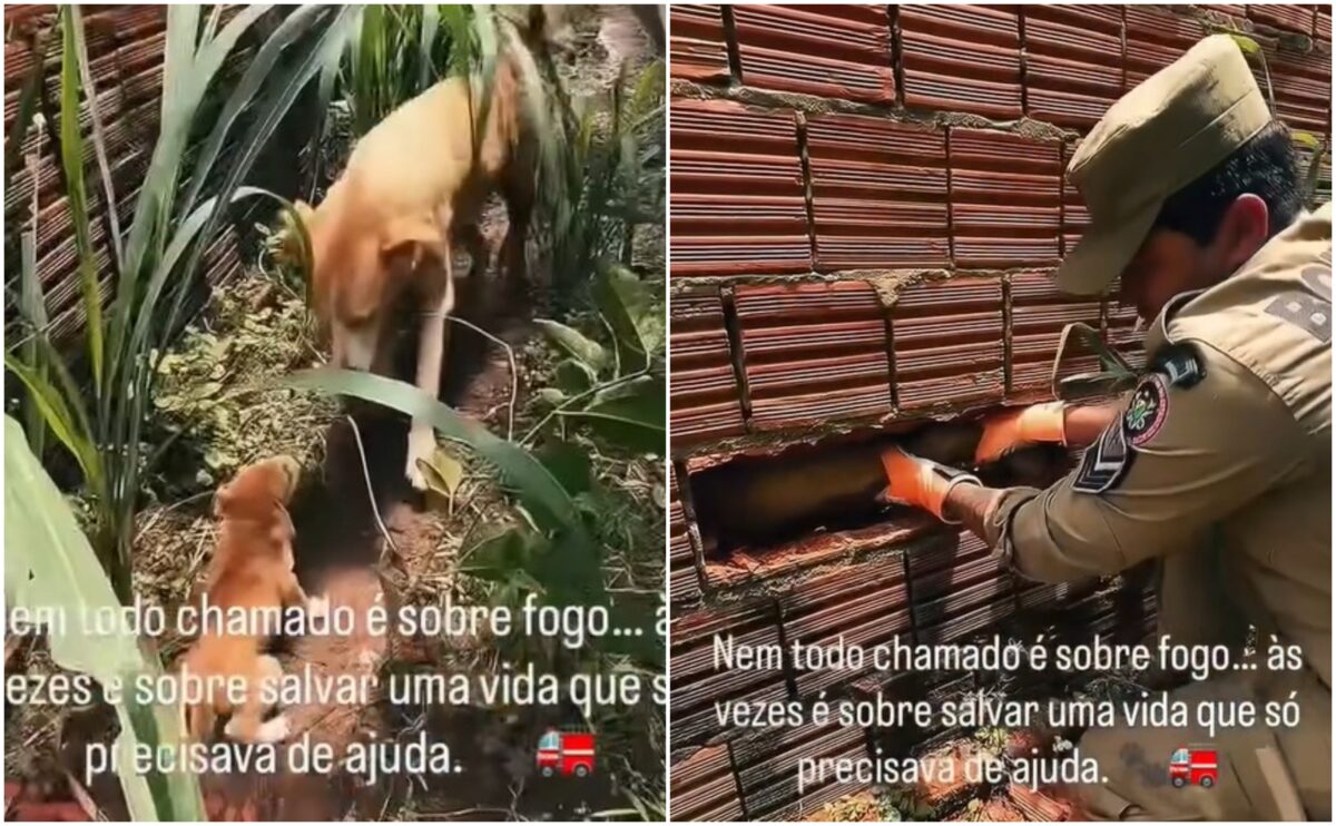 resgate-emocionante:-bombeiros-salvam-cadela-presa-entre-muros