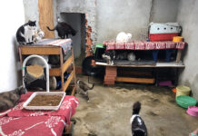 Casa com gatos acumulados Acre situação sanitária residência urbana