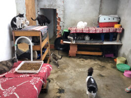 Casa com gatos acumulados Acre situação sanitária residência urbana