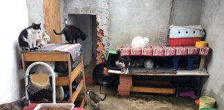 Casa com gatos acumulados Acre situação sanitária residência urbana