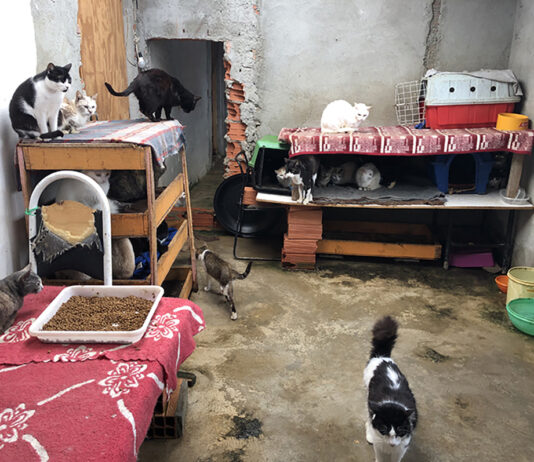 Casa com gatos acumulados Acre situação sanitária residência urbana