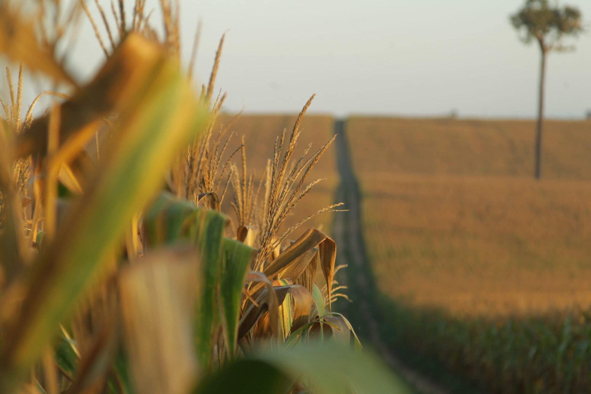 Economia global impacto Acre preços logística mercado internacional