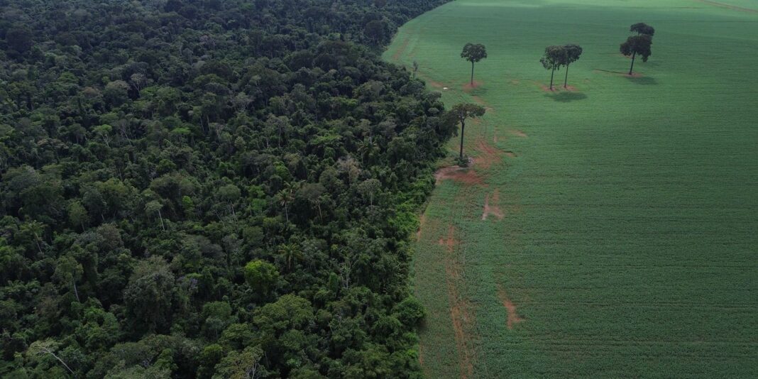 onu-realiza-forum-sobre-florestas-em-nova-iorque