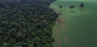 onu-realiza-forum-sobre-florestas-em-nova-iorque