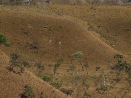 mapbiomas:-fragmentacao-de-areas-naturais-quase-triplicou-em-40-anos