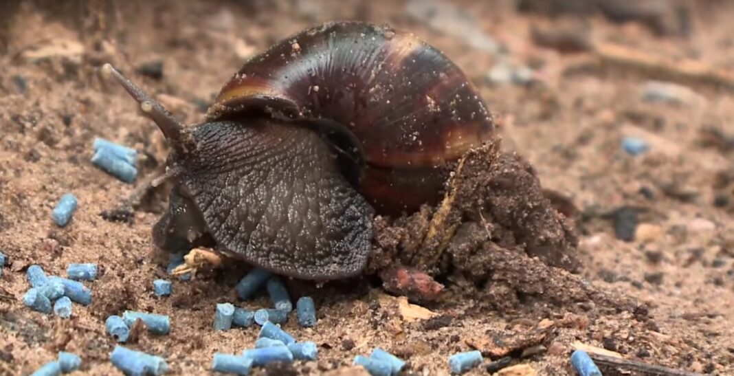 infestação de caramujos em Rio Branco preocupa moradores