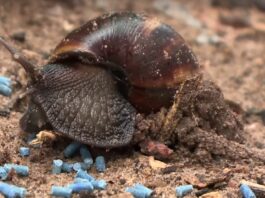 infestação de caramujos em Rio Branco preocupa moradores