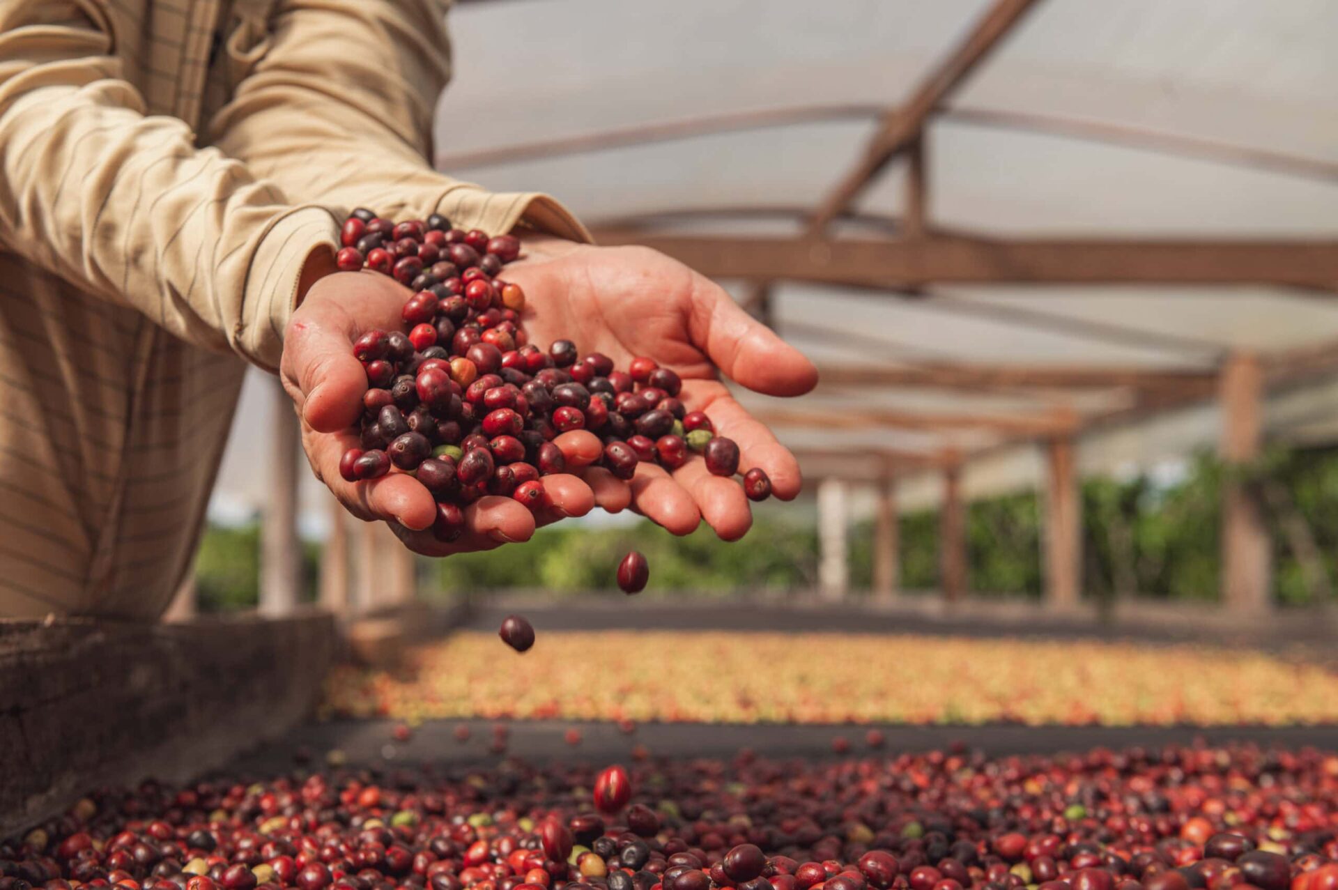 Produtores rurais em lavoura de café no Acre durante avanço da cafeicultura