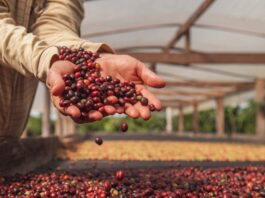 Produtores rurais em lavoura de café no Acre durante avanço da cafeicultura