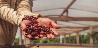 Produtores rurais em lavoura de café no Acre durante avanço da cafeicultura