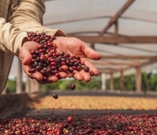 Produtores rurais em lavoura de café no Acre durante avanço da cafeicultura