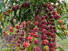 Café Especial: na Amazônia, a grandeza de ser pequeno