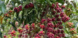 Café Especial: na Amazônia, a grandeza de ser pequeno