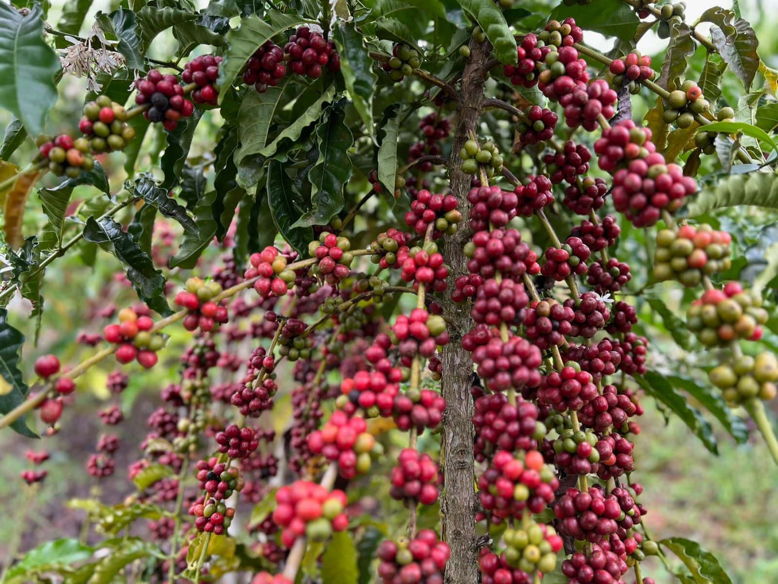 Café Especial: na Amazônia, a grandeza de ser pequeno